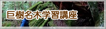 緑の相談所 巨樹名木学習講座