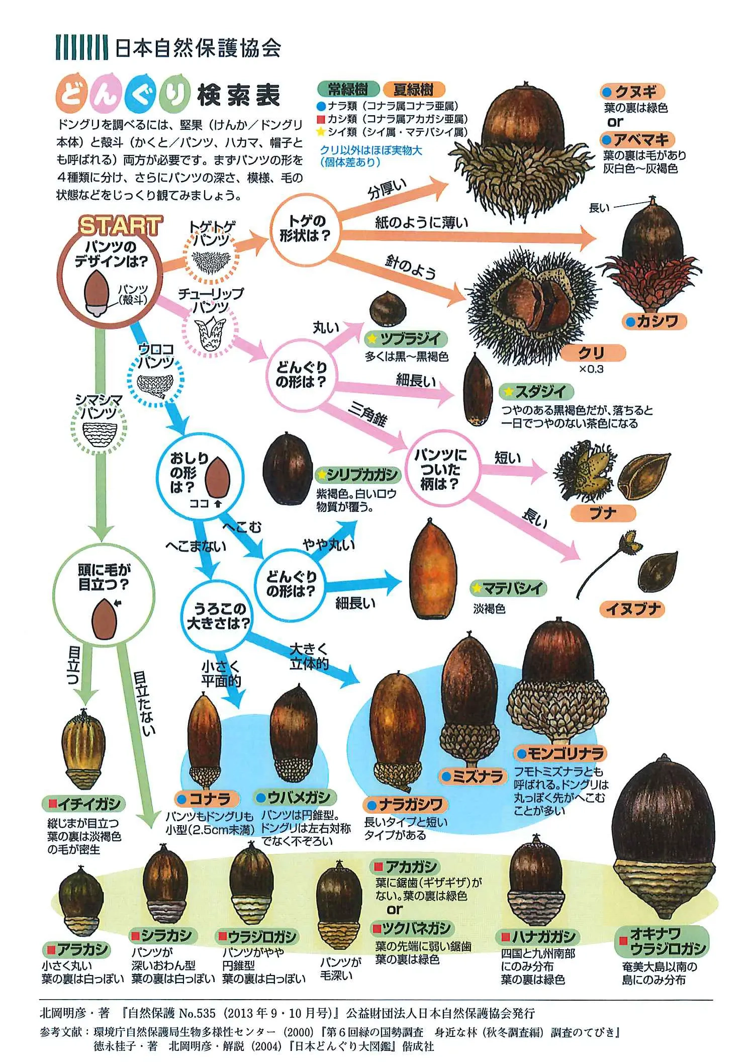 どんぐりを調べてみよう！