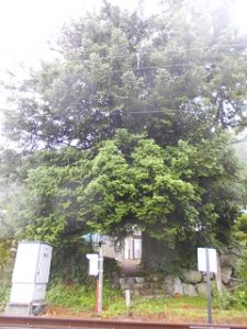 山梨県　緑の相談所　巨樹名木　島尻の大カヤ