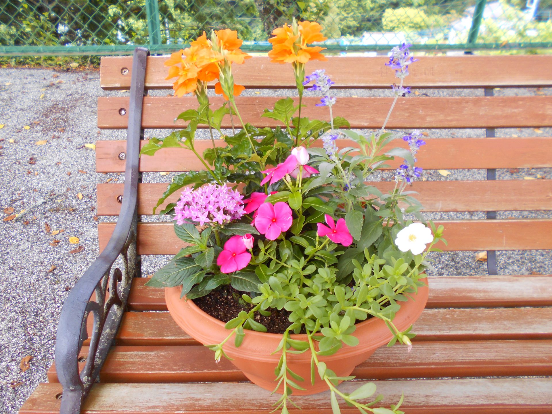寄せ植え教室