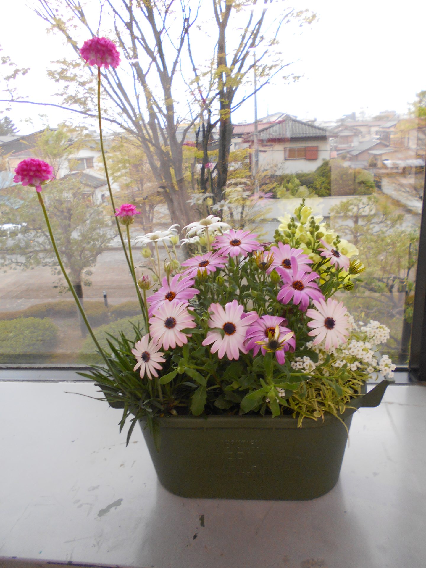 寄せ植え教室