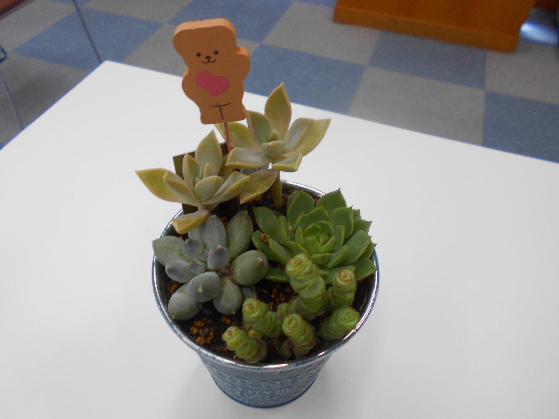 寄せ植え教室