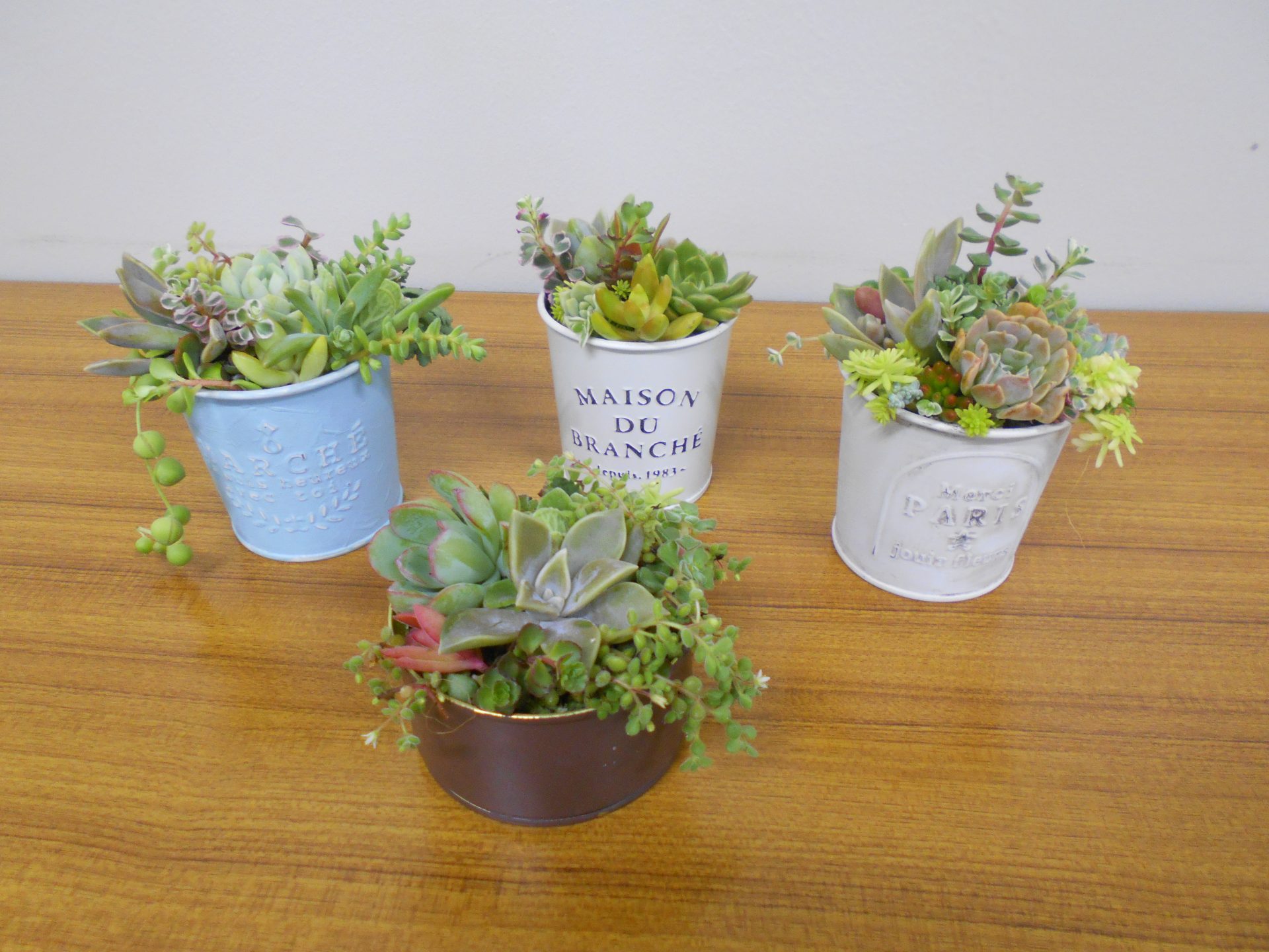第１８回　緑の教室「多肉植物の寄せ植え」を開催しました
