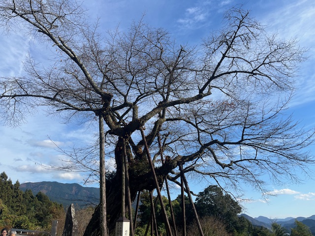 巨樹名木学習講座