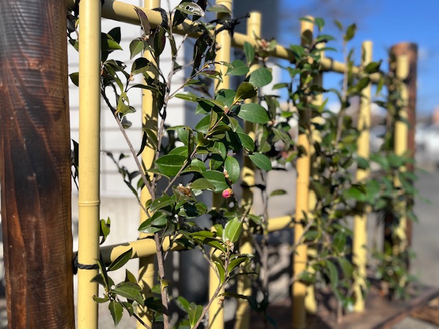 ２月８日 緑の教室（生垣作り）の受付を開始しました