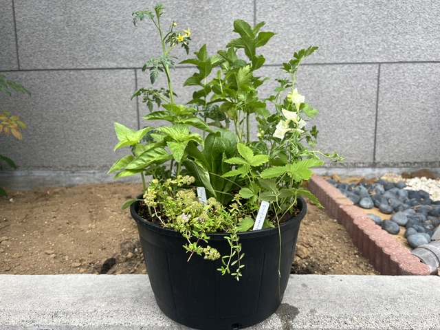 第２回　緑の教室「野菜料理と相性のいいハーブの寄せ植え」を開催しました