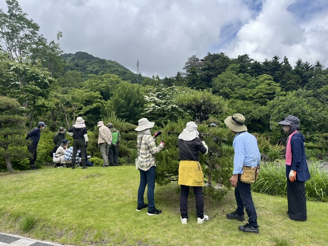 第３回　緑の教室「松のみどり摘み」を開催しました