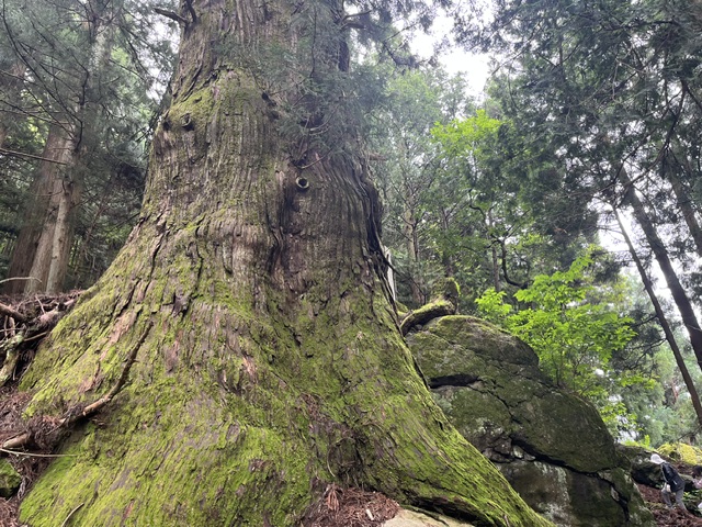 第２回　 巨樹名木学習講座を開催しました