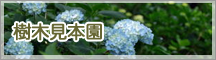 樹木見本園