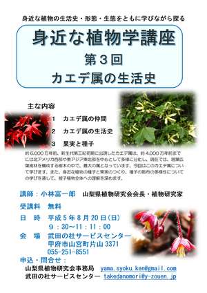 身近な植物講座第三回チラシ（カエデ属の生活史）2-2
