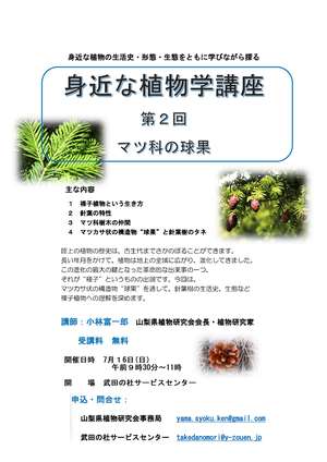 身近な植物講座第二回チラシ（マツ科の球果）