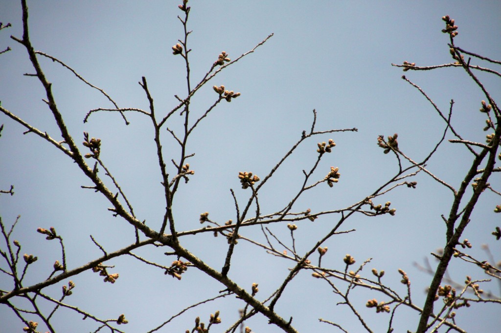 IMG_3854 (2)