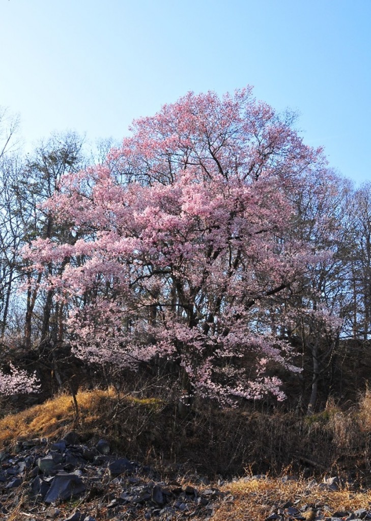 武田の杜　春の江戸彼岸桜