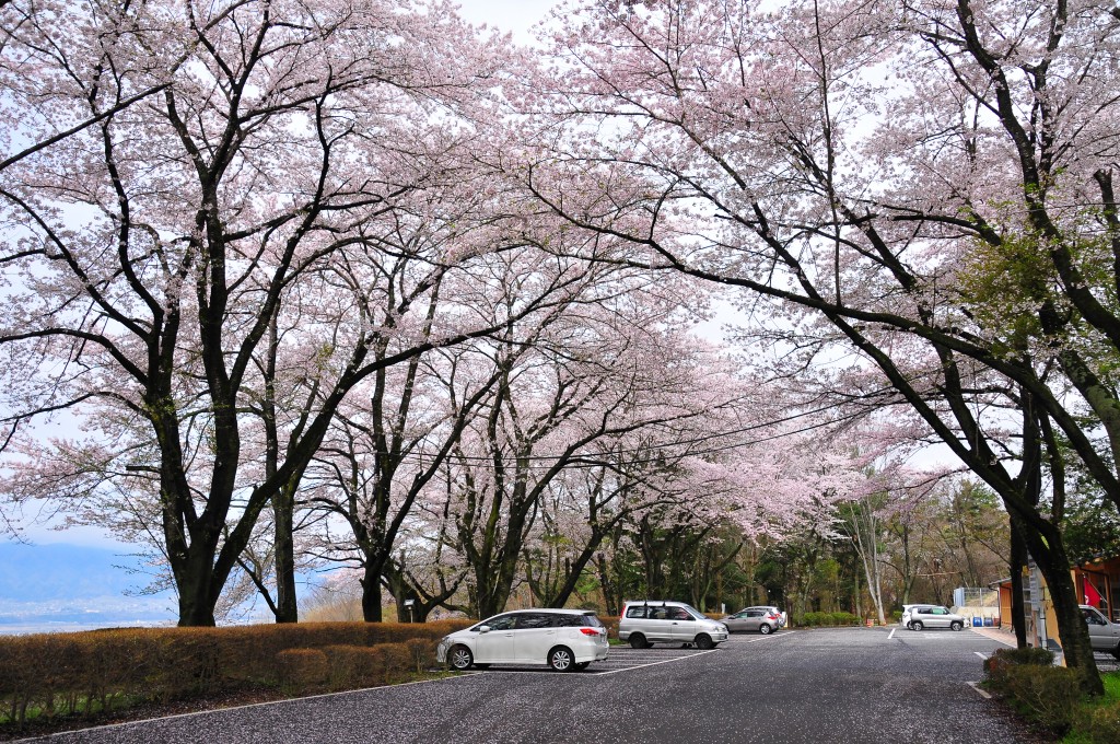 武田の杜　満開の桜