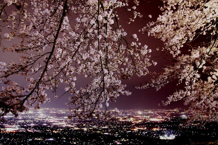 武田の杜 夜桜と甲府盆地の夜景4月2日 火 7日 日