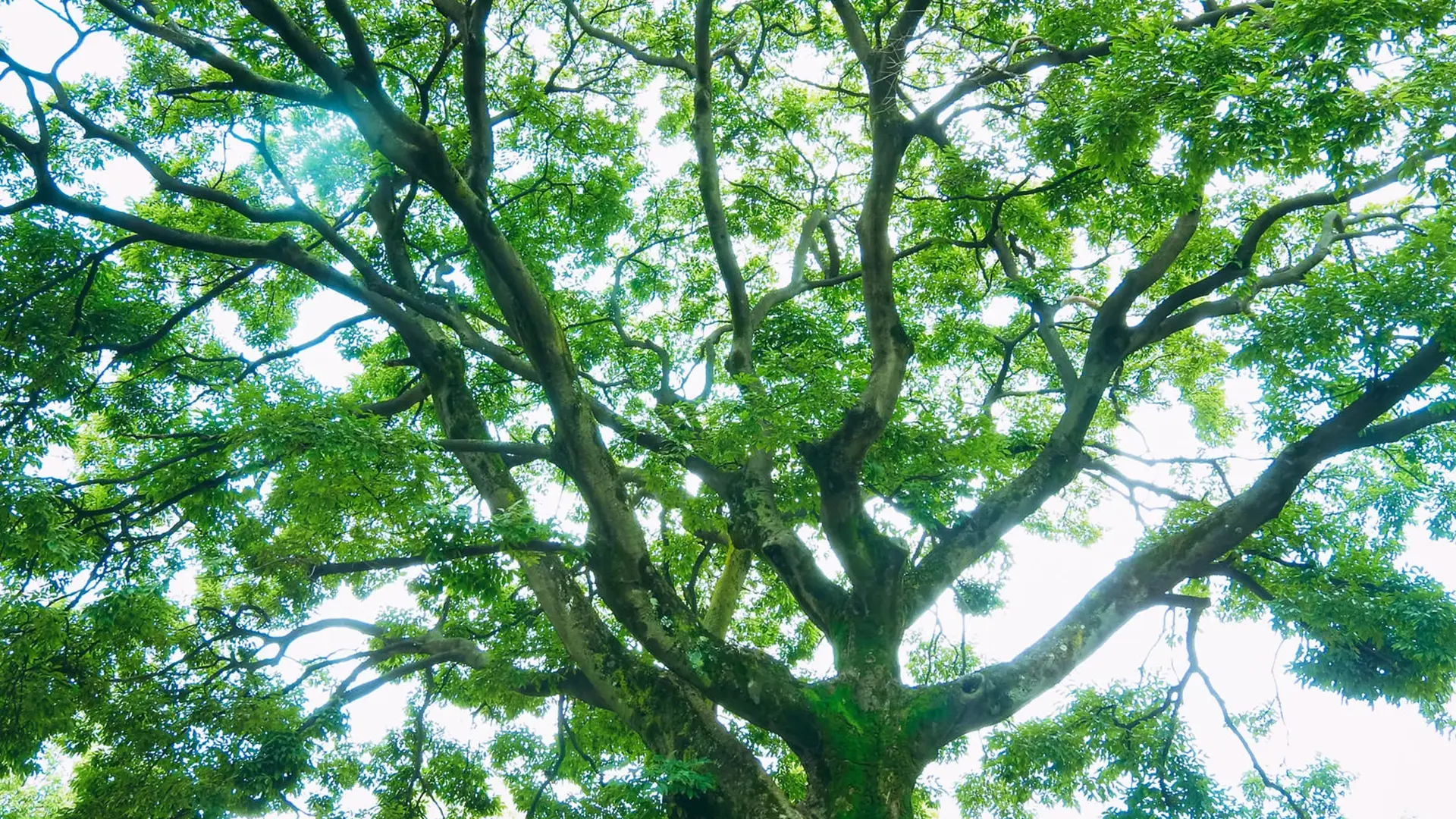 樹木見本園