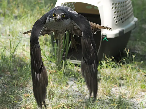 オオタカ放鳥