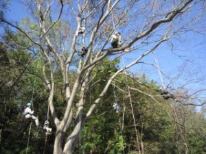 山梨県造園組合　緑化推進機構　武田の杜　ツリークライミング